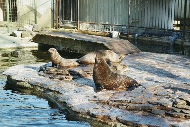 20030322408 blijdorp zeeleeuw